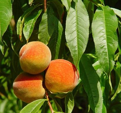 Tipos de árboles frutales para el jardín - De nero a marzo: los mejores meses para la floración de los melocotoneros