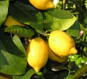 Tipos de árboles frutales para el jardín - Luz directa para los limoneros