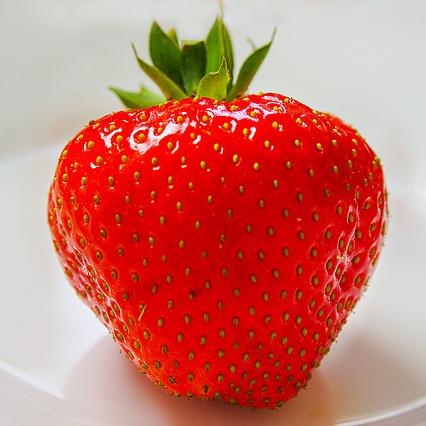 Qué frutas puede comer mi hámster - Paso 4