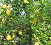 Tipos de árboles frutales para el jardín