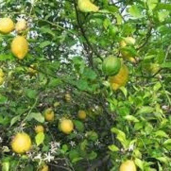 Arboles Frutales Medianos