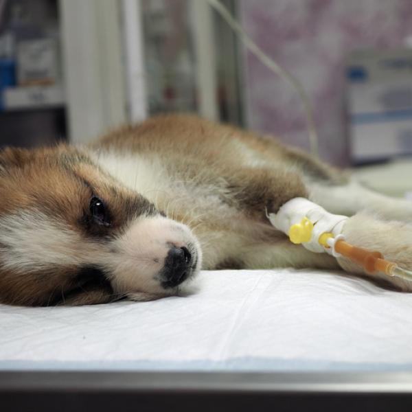 basset hound está enfermo de moquillo canino