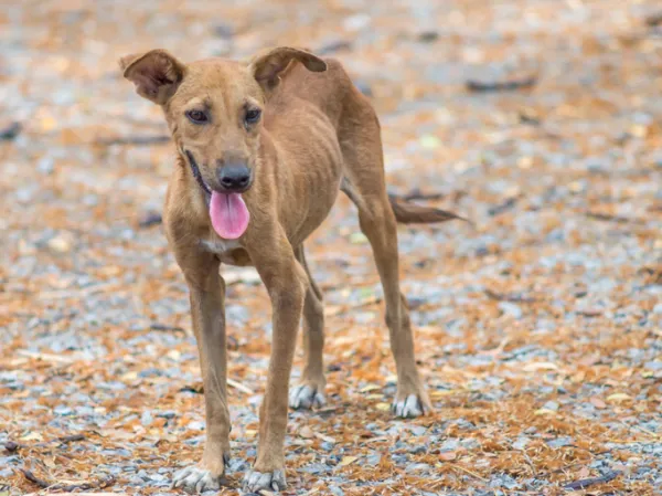 mi cachorro está ganando demasiado peso