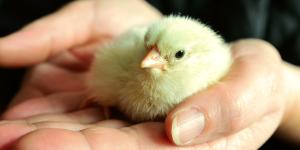 Cómo alimentar a un pollito