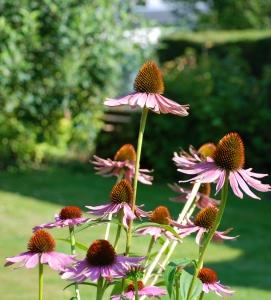 Cómo preparar el jardín para verano