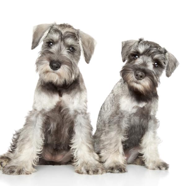 los schnauzers necesitan que les arranquen las orejas