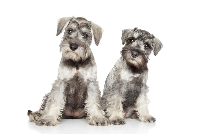 cuanto mide un schnauzer miniatura chiwawa