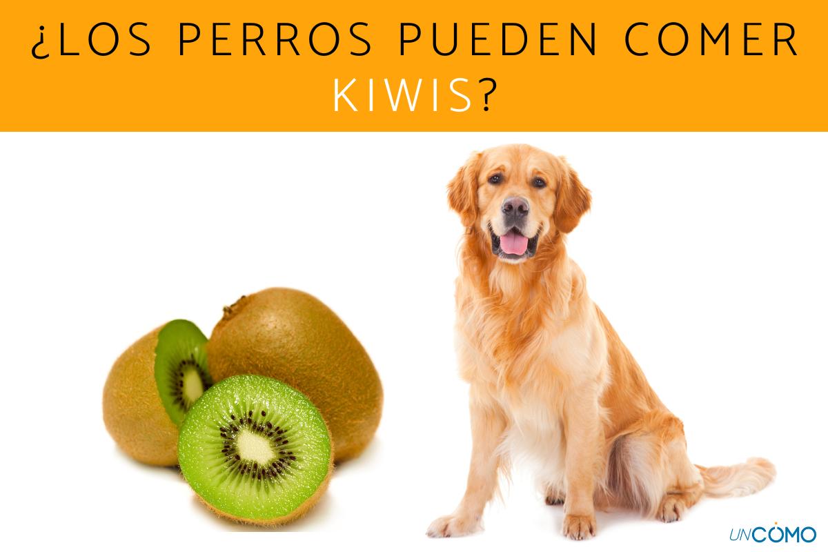 ¿Los perros pueden comer kiwis?
