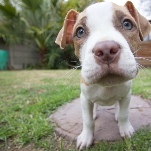 por qué los perros son de diferentes tamaños