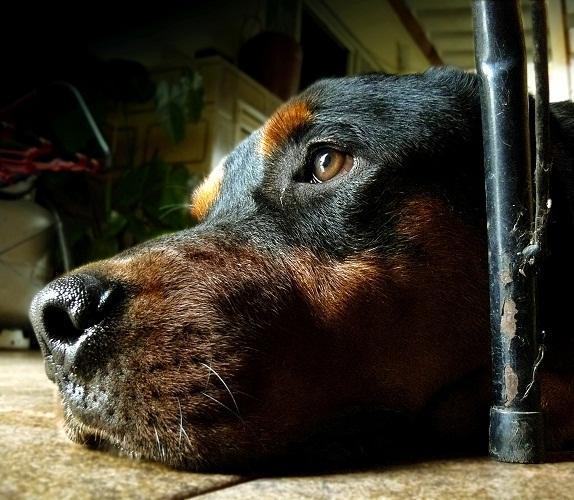 Cómo hacer vomitar al perro