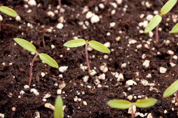 Cómo hacer un huerto urbano casero - las mejores ideas - Qué plantar en un huerto urbano