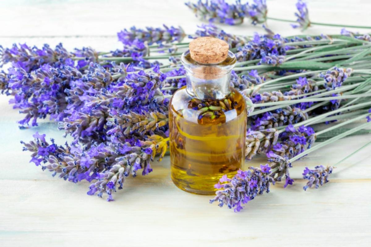 Cómo hacer aceite de lavanda casero