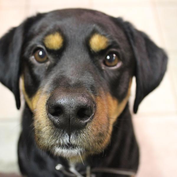 cómo hago para que mi cachorro deje de llorar cuando lo dejo solo