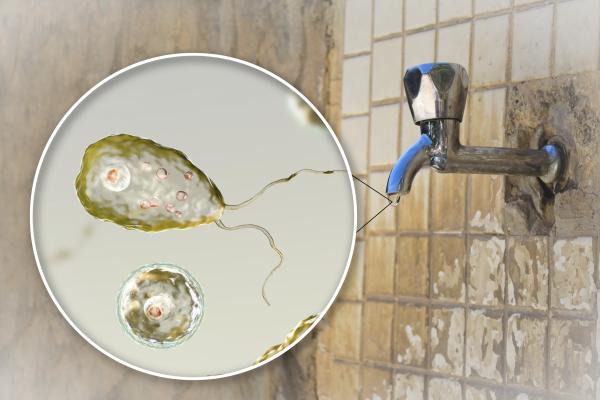 Tengo Helicobacter pylori: ¿puedo contagiar a mi familia? - Cómo se transmite la bacteria Helicobacter pylori