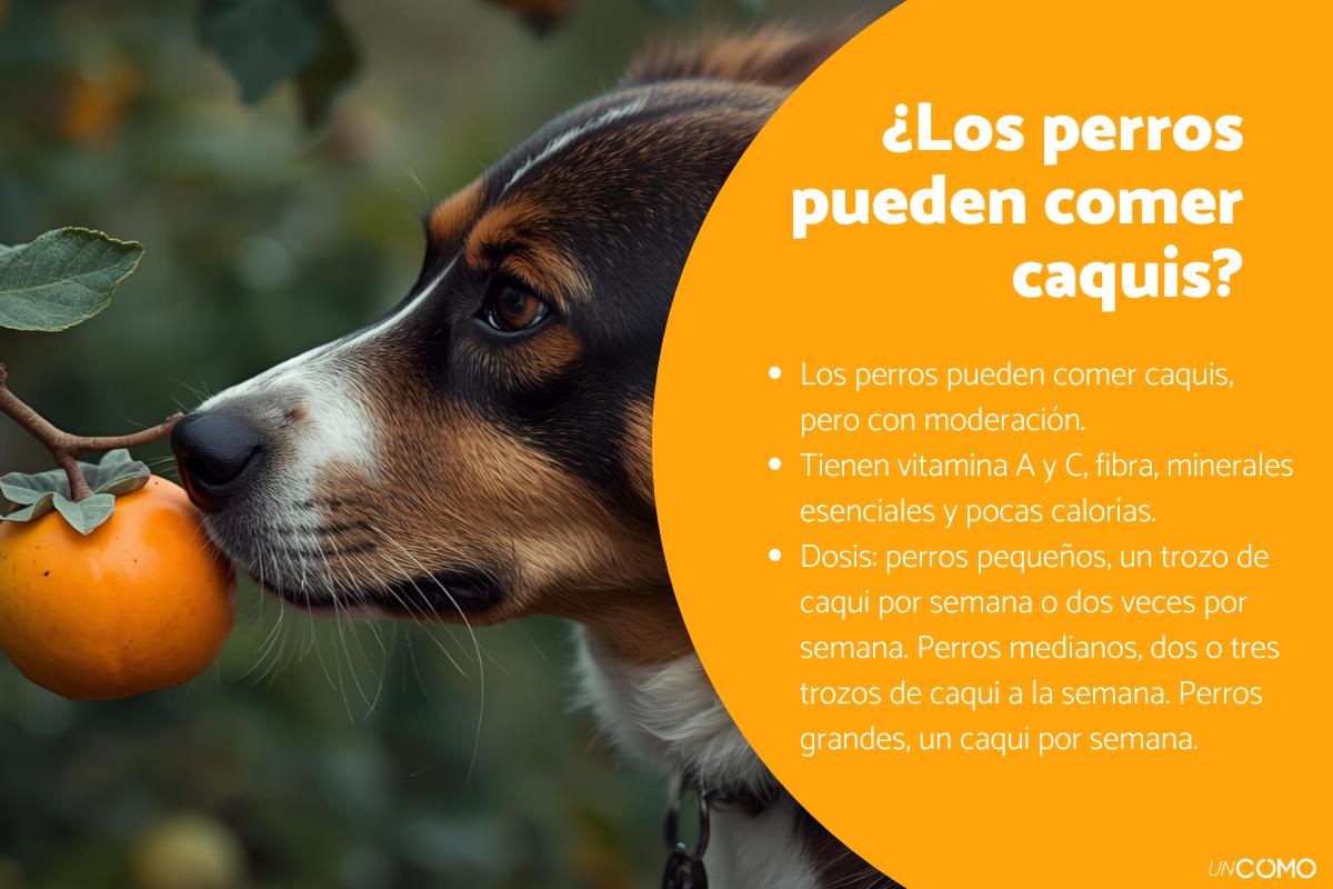 ¿Los perros pueden comer caquis? Conoce sus beneficios y cómo dárselos