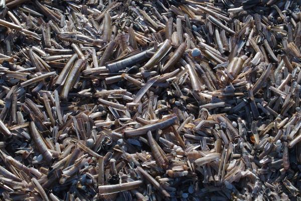 ¿Se pueden congelar las navajas frescas? - ¿Se pueden congelar las navajas frescas o no?