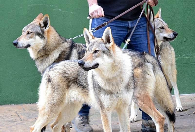 se pueden domesticar los perros lobo checos
