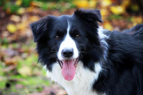 Razas de perros negros: descubre estos adorables peludos - Border Collie