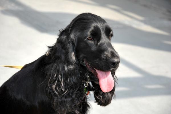 Razas de perros negros: descubre estos adorables peludos - Cocker spaniel inglés
