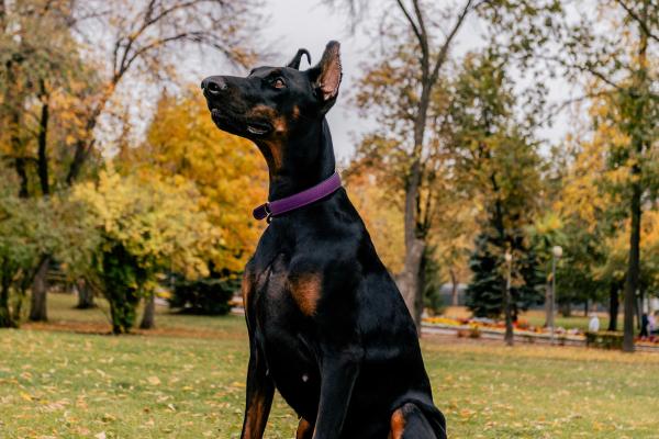 Razas de perros negros: descubre estos adorables peludos - Dóberman