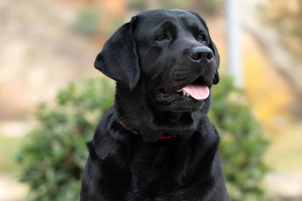Razas de perros negros: descubre estos adorables peludos - Labrador retriever