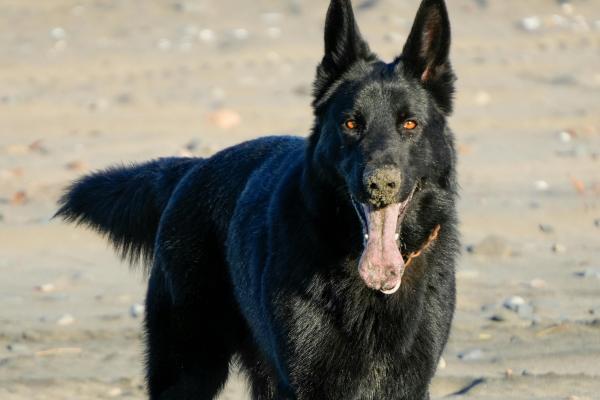 Razas de perros negros: descubre estos adorables peludos - Pastor alemán