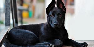 Razas de perros negros: descubre estos adorables peludos