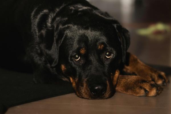 Razas de perros negros: descubre estos adorables peludos - Rottweiler