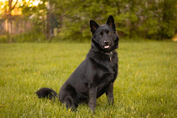 Razas de perros negros: descubre estos adorables peludos - Schipperke