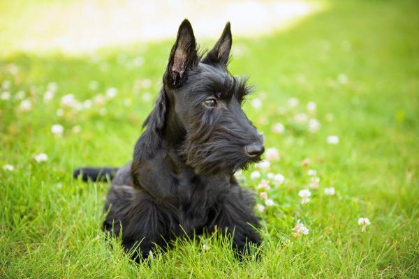 Razas de perros negros: descubre estos adorables peludos - Scottish Terrier