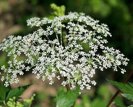 Las mejores infusiones para aliviar el dolor menstrual - Paso 4