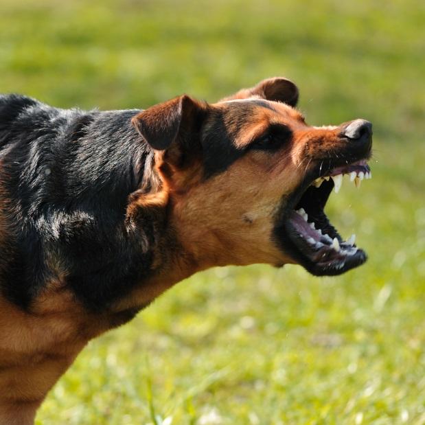 cómo detener el comportamiento agresivo del perro..html.html.html.html