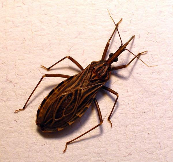 Cuáles son los síntomas del mal de Chagas