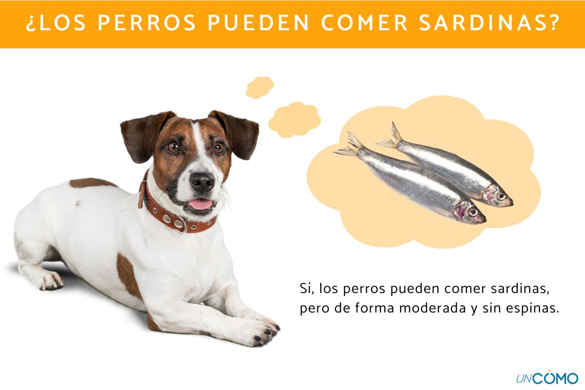 ¿Los perros pueden comer sardinas? Descubre si es bueno este alimento