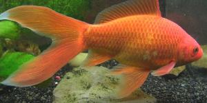 Cómo cuidar un pez cometa