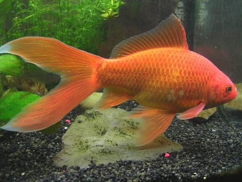 Cómo cuidar un pez cometa