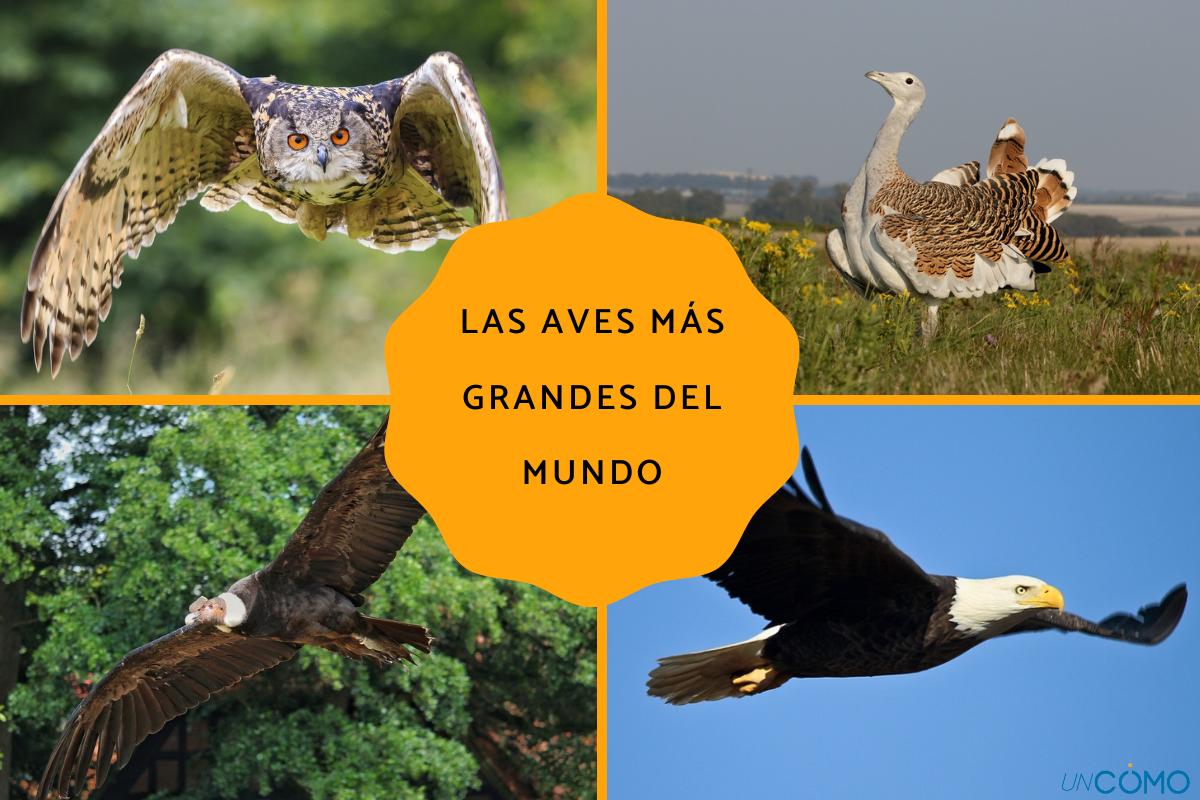 Cuáles son las aves más grandes del mundo