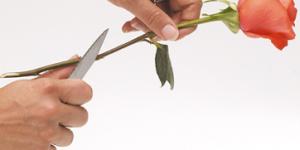 Cómo conservar las flores cortadas