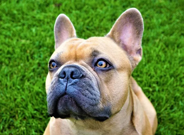 los bulldogs franceses son protectores