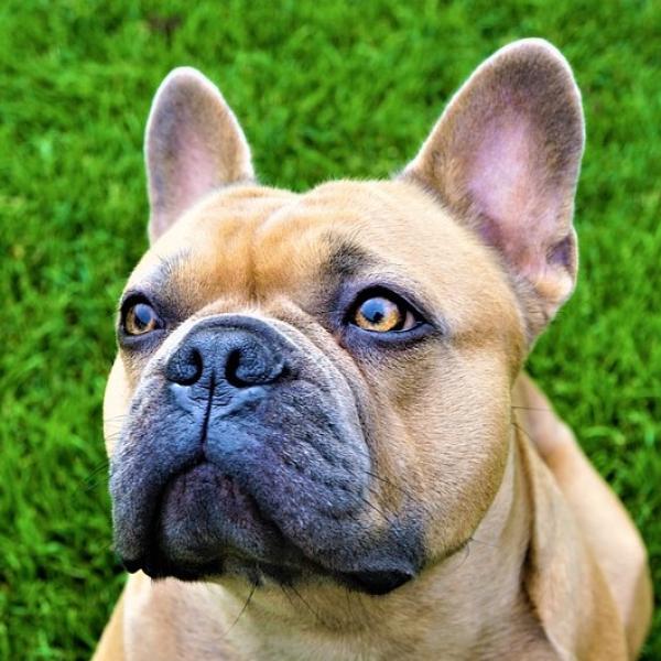 cuanto mide el cuello de un bulldog frances