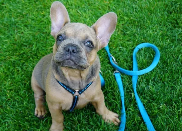 los bulldogs franceses son una raza híbrida o una raza pura