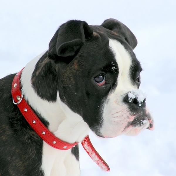 que les gusta a los perros boxer