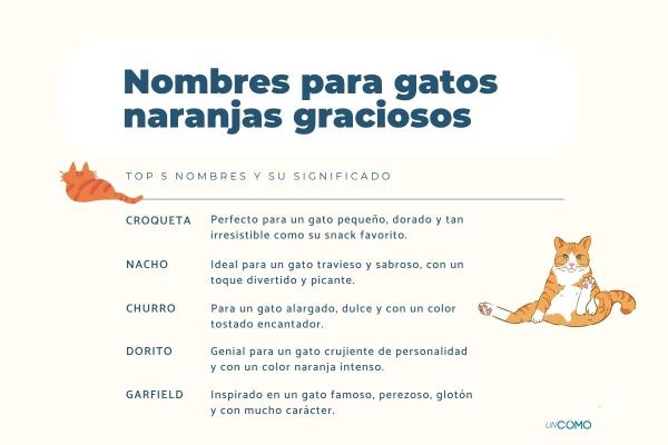 Nombres para gatos naranjas: los más graciosos y originales - Nombres para gatos naranjas graciosos