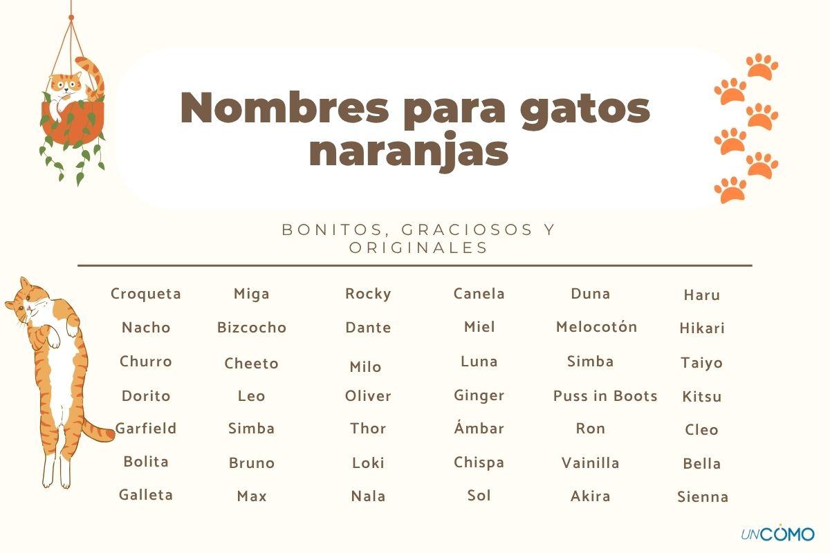 Nombres para gatos naranjas: los más graciosos y originales