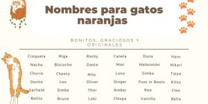 Nombres para gatos naranjas: los más graciosos y originales