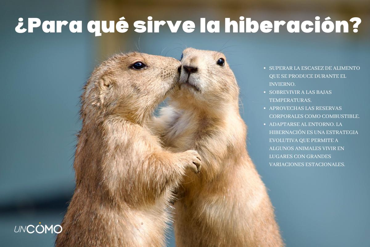 Animales que hibernan y por qué lo hacen