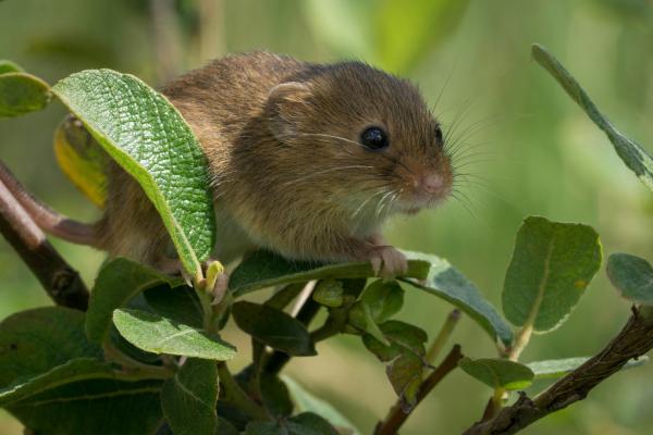 Animales que hibernan y por qué lo hacen - Diferencia entre hibernación, letargo y estivación