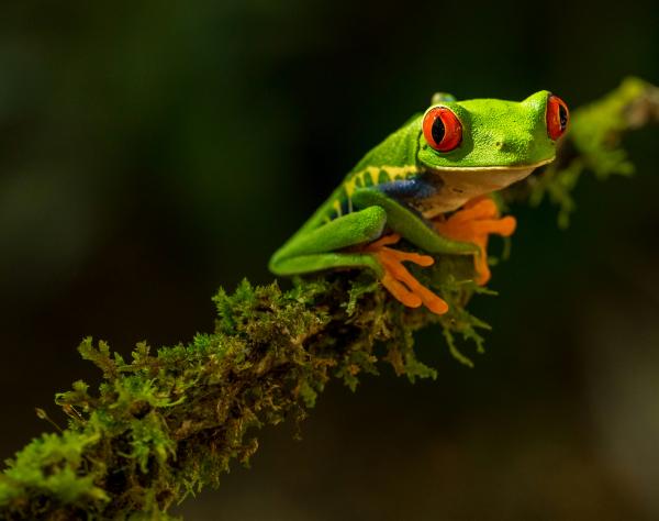 Animales que hibernan y por qué lo hacen - Qué animales hibernan
