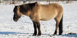 Qué vacunas necesita un caballo