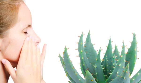Cómo quitar las verrugas con aloe vera - Paso 3
